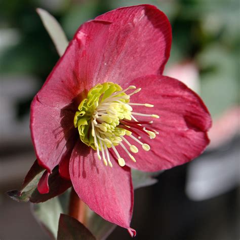 hellebron|hellebore flower.